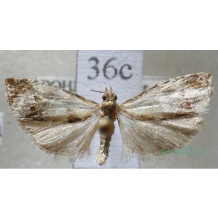 Notocelia trimaculana (Haworth, 1811) Czech36c